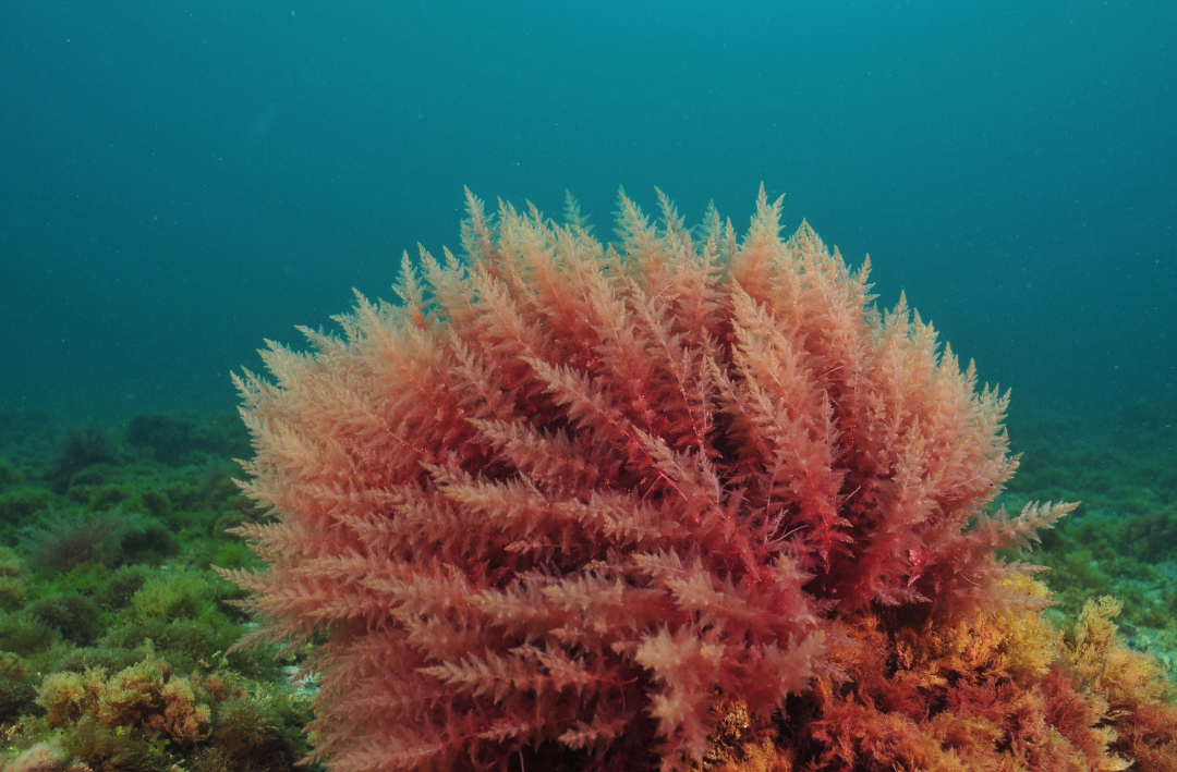 red seaweed for brittle nails