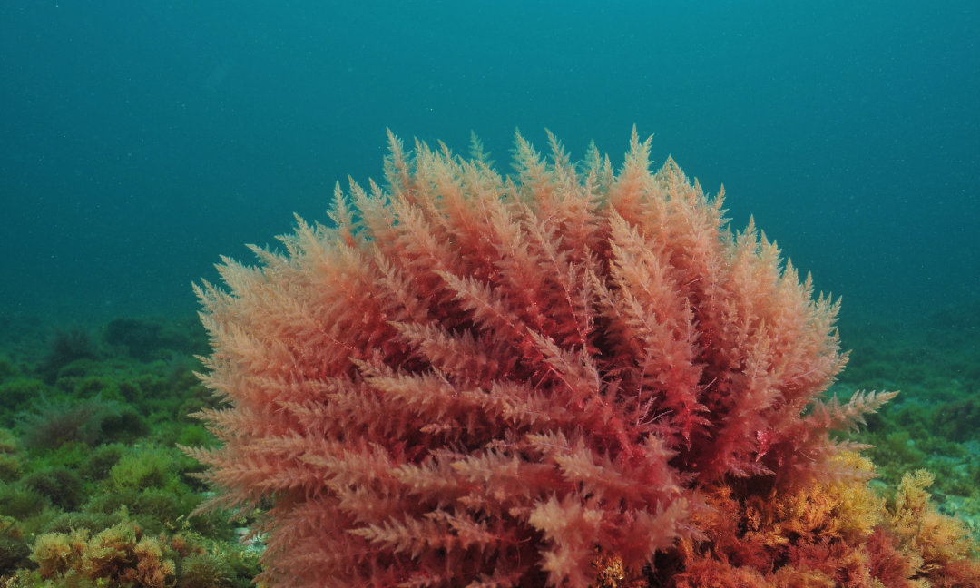 red seaweed for brittle nails